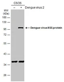 Anti-Dengue virus NS5 protein antibody used in Western Blot (WB). GTX103350